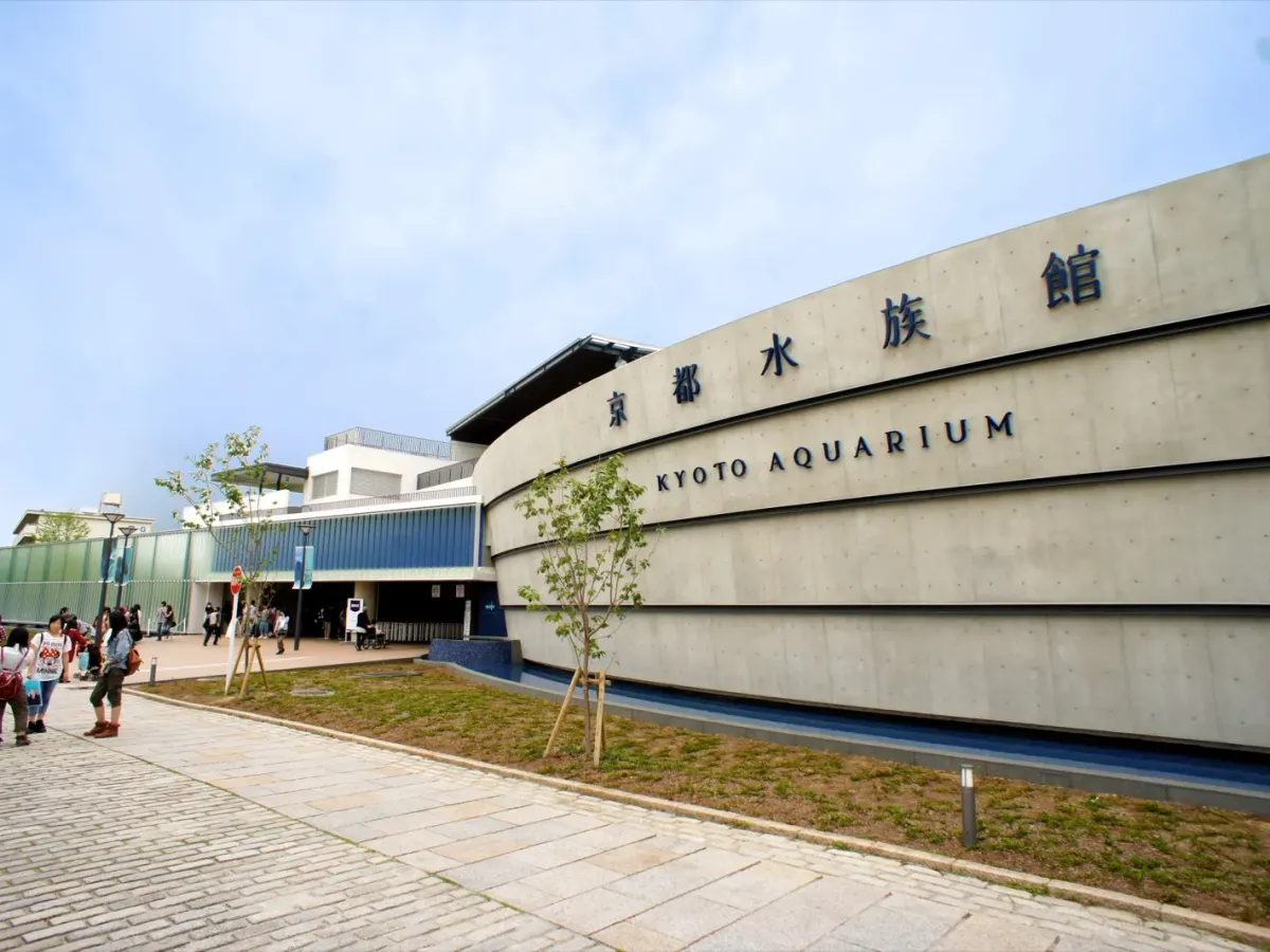 京都水族館企鵝指南：梅小路公園旁看漢波德與非洲企鵝，日本京都，可見 2 種企鵝