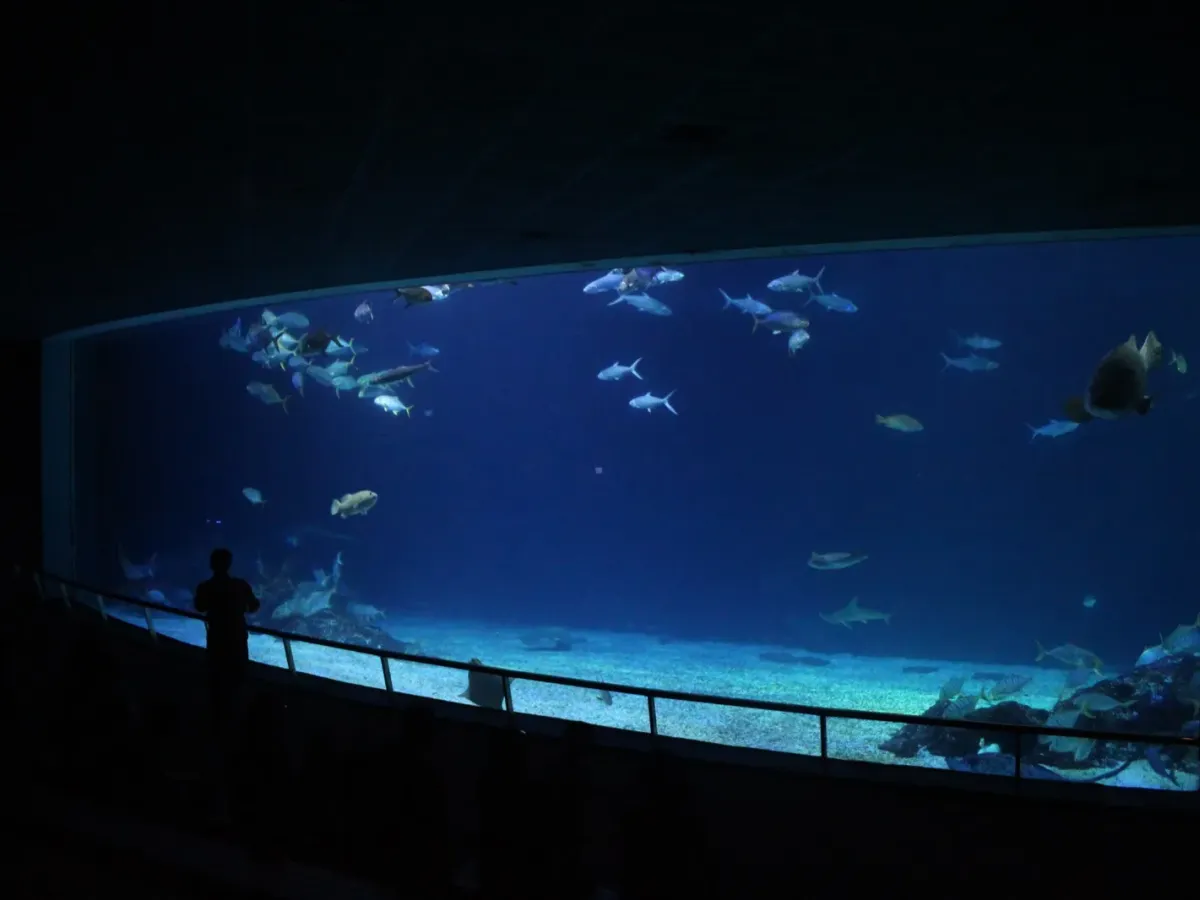 屏東海生館企鵝指南：南國冷海裡看巴布亞與馬可羅尼企鵝，臺灣屏東，可見 2 種企鵝