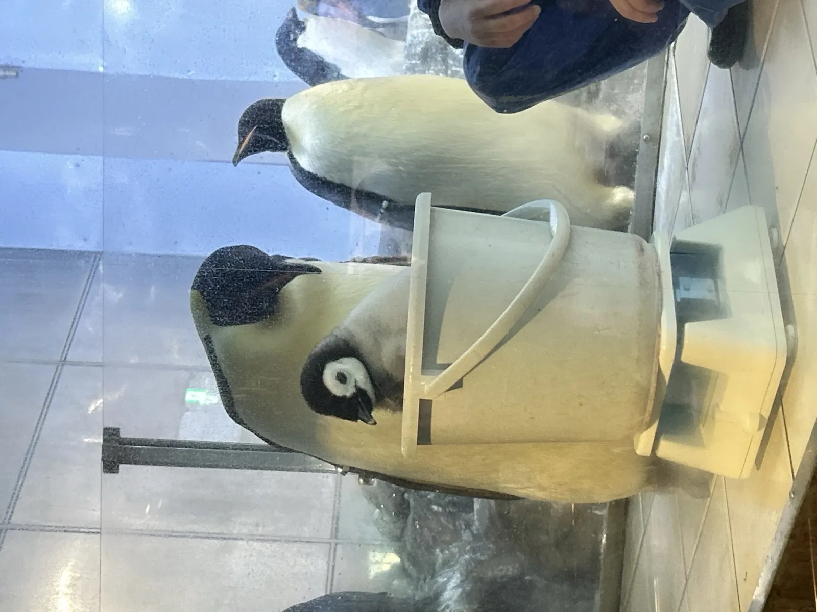 Adventure World 企鵝展示區裡的皇帝企鵝 Aptenodytes forsteri 與國王企鵝同場站立