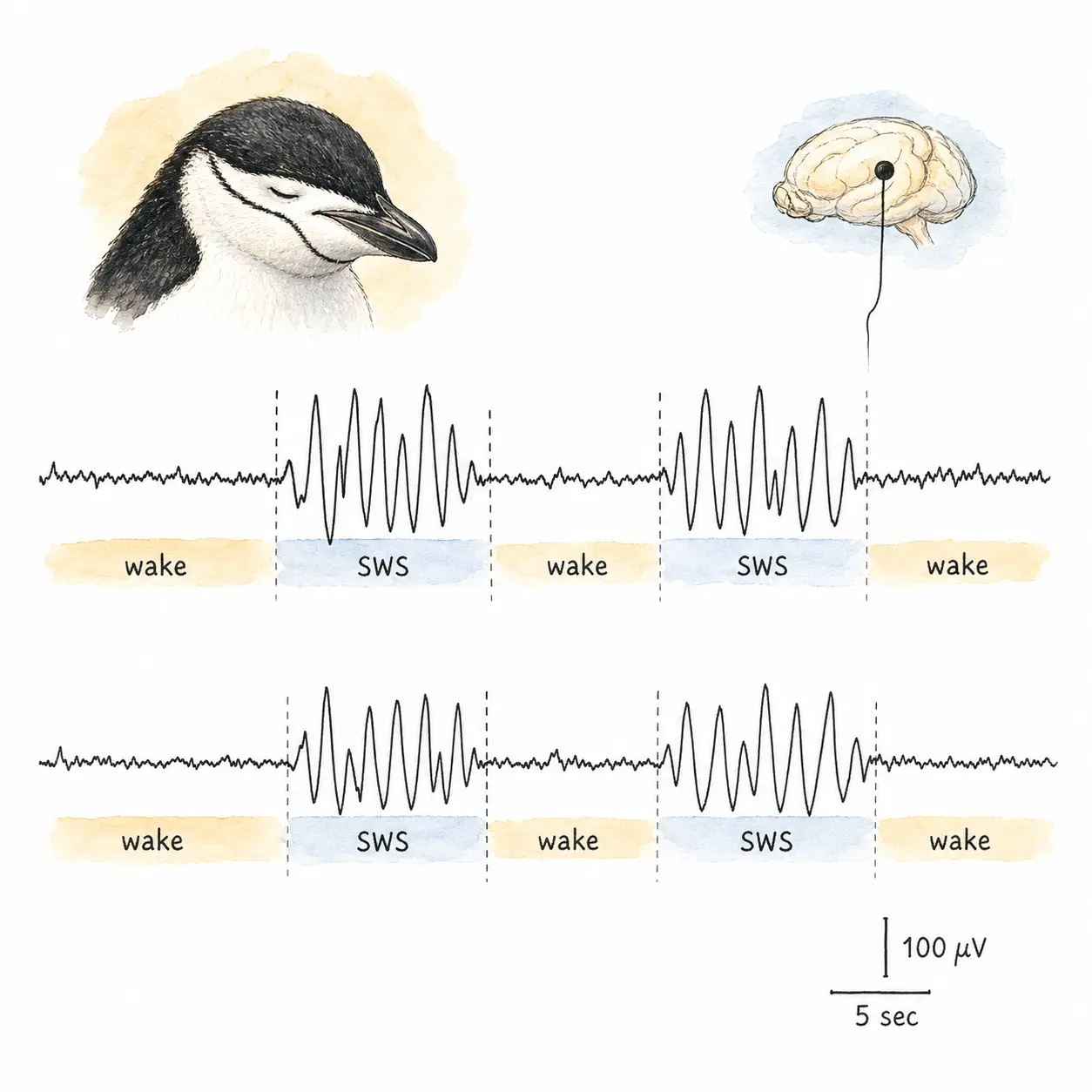 帽帶企鵝微睡眠:EEG 波形示意圖,顯示帽帶企鵝腦電圖在短暫慢波爆發後迅速回到清醒狀態的週期性模式