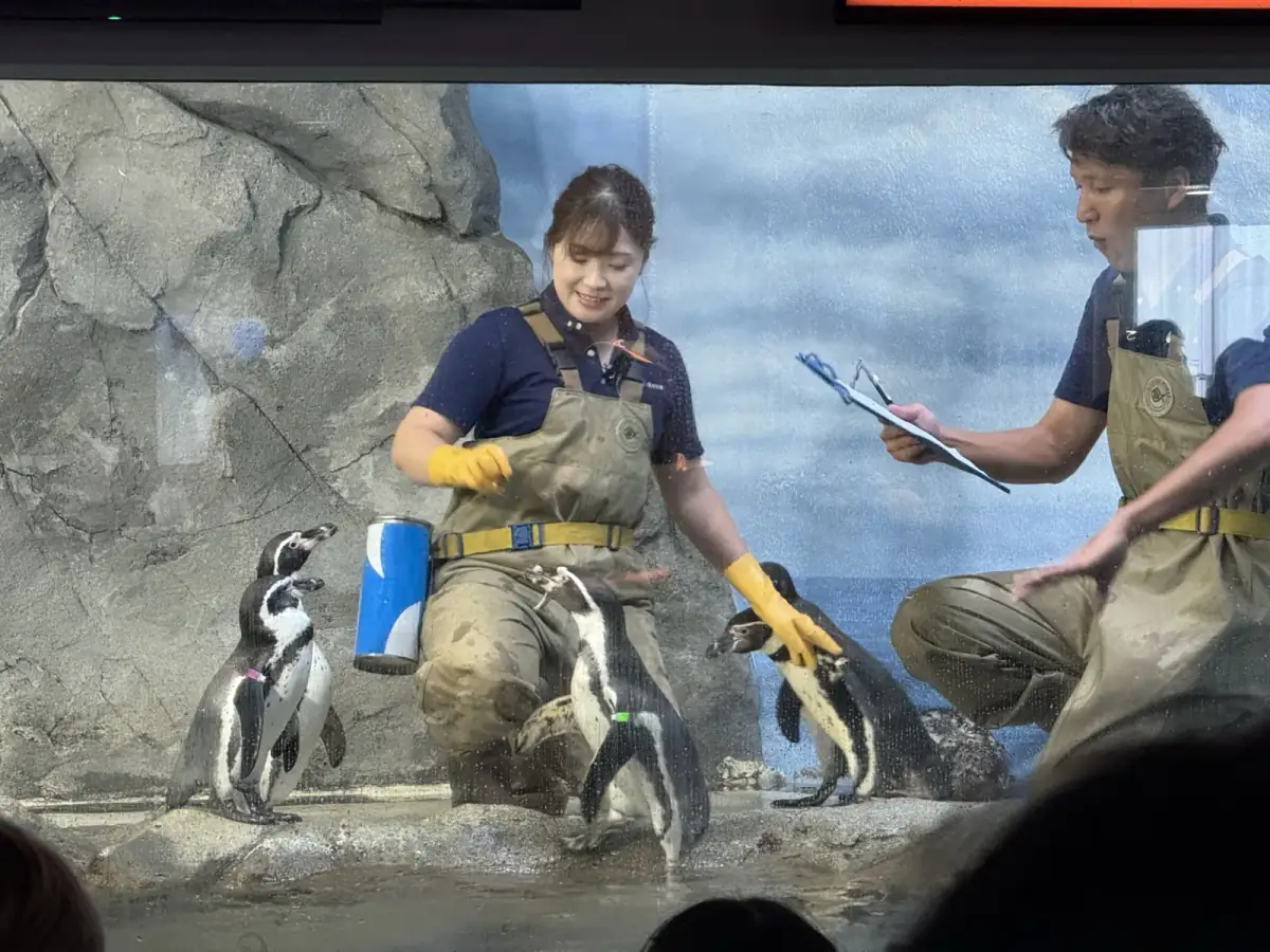 新江之島水族館明亮企鵝區裡的漢波德企鵝 Spheniscus humboldti 與岩岸環境