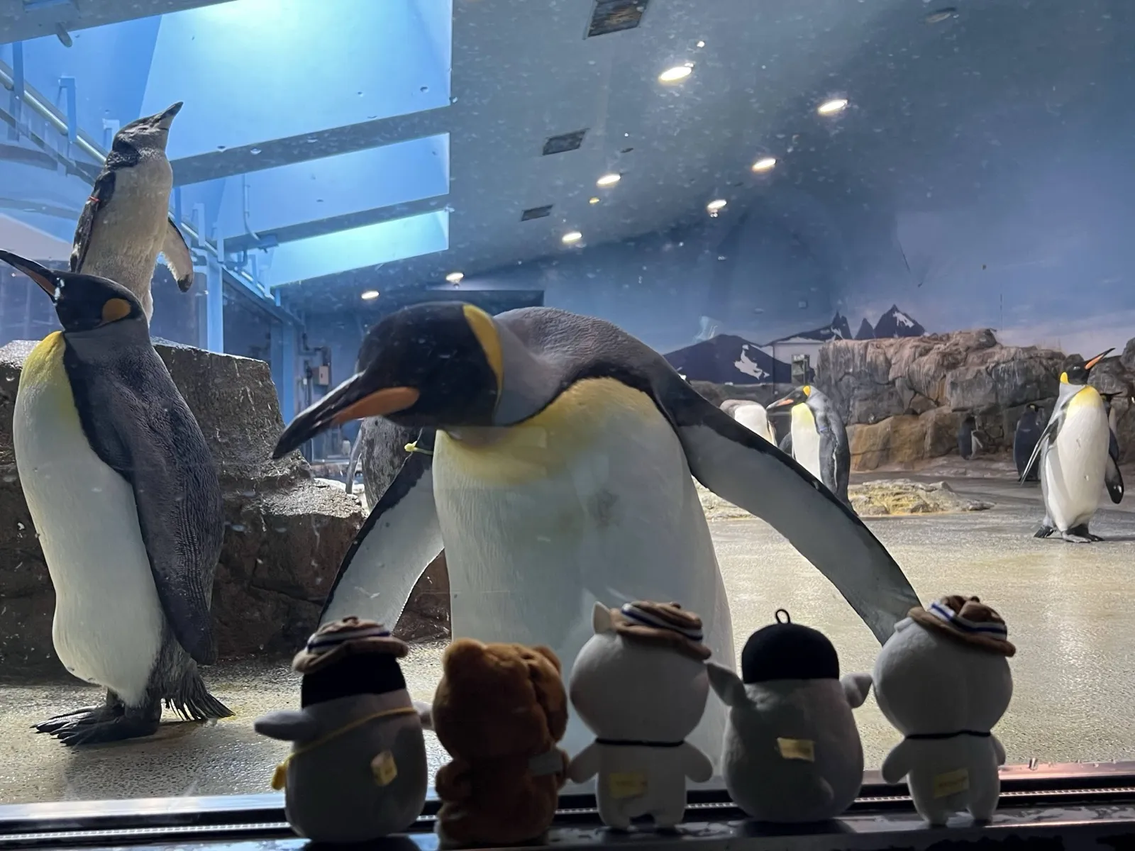長崎企鵝水族館亞南極展示前,國王企鵝隔著玻璃靠近觀眾側的一排企鵝娃娃