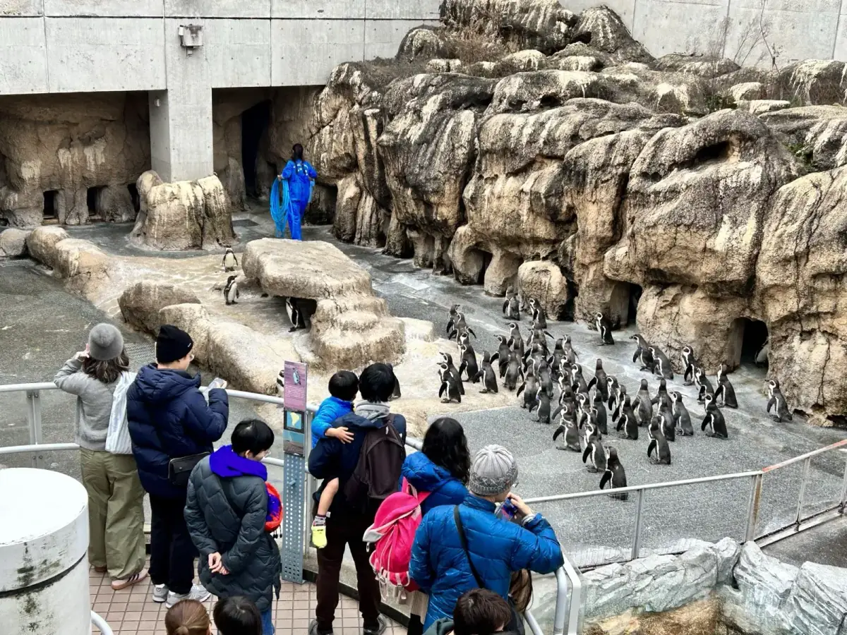 長崎企鵝水族館 9 種企鵝展示中的國王企鵝與同伴