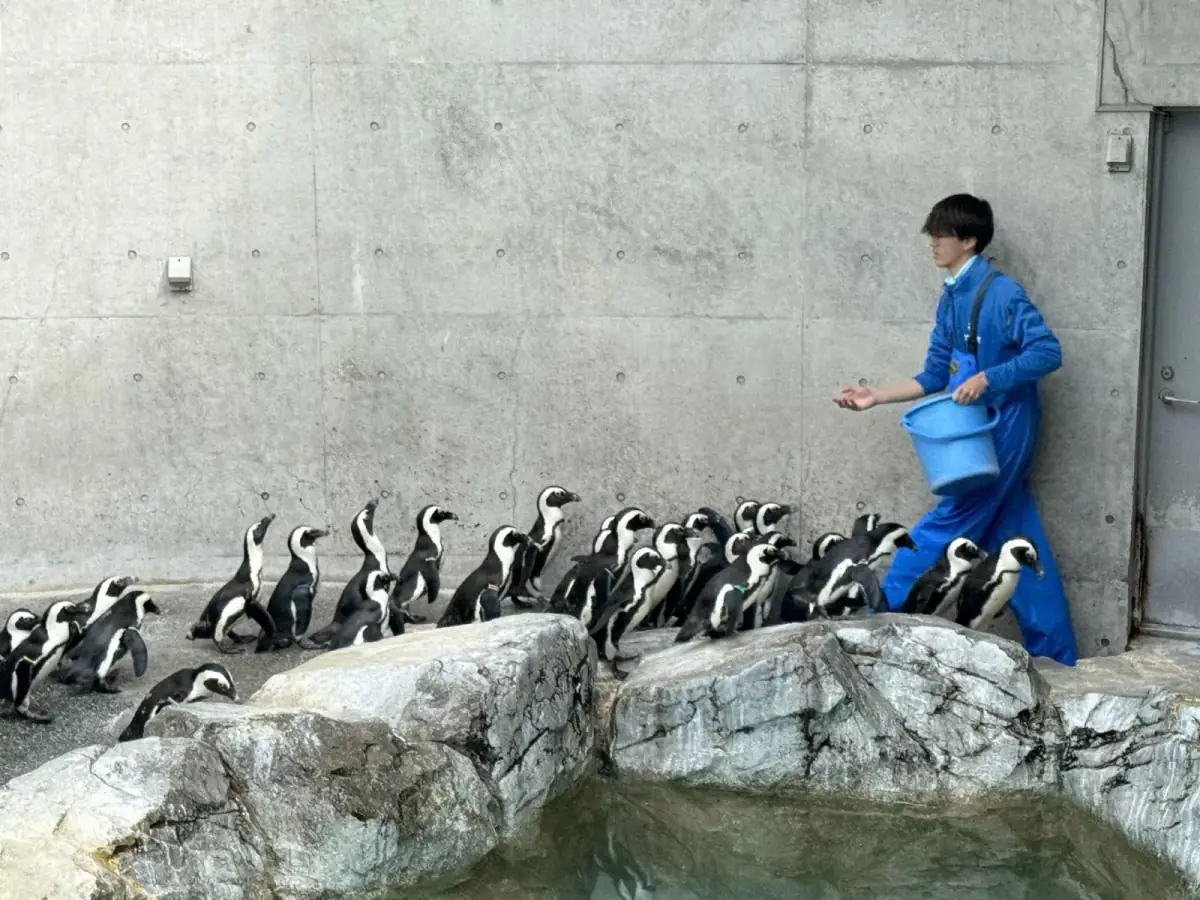 長崎企鵝水族館近距離玻璃前的跳岩企鵝凝視觀眾