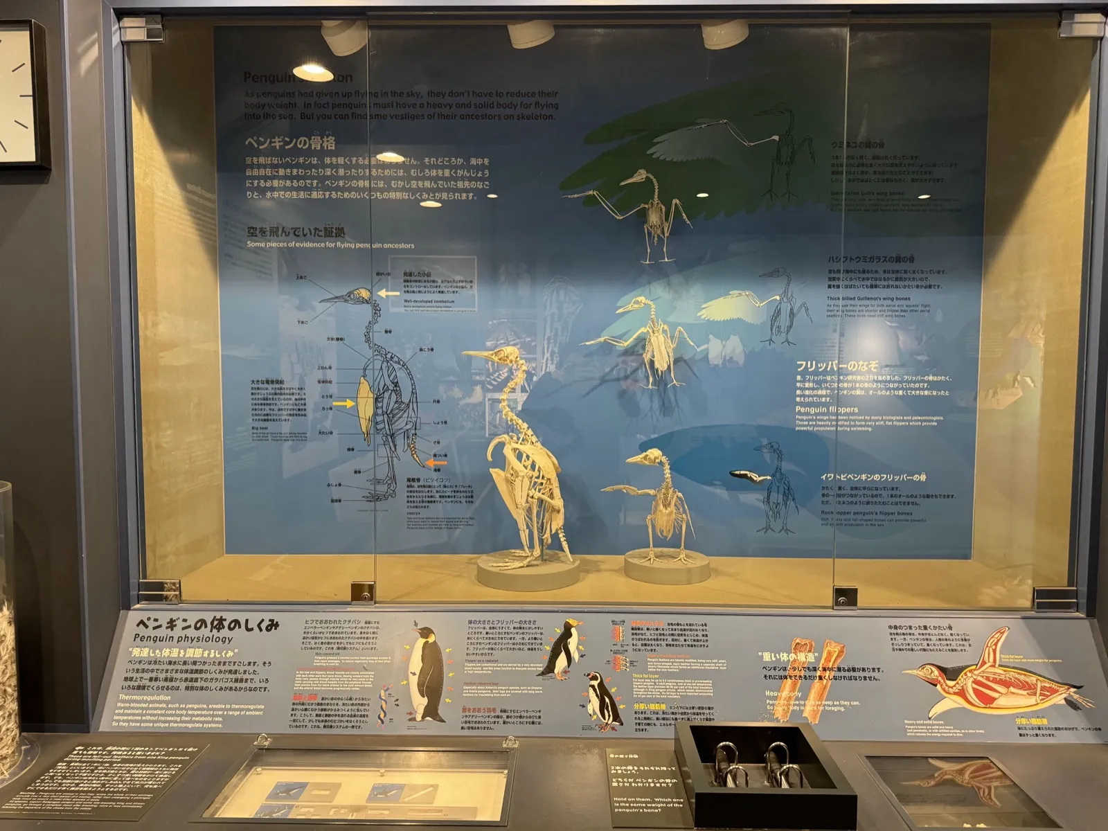長崎企鵝水族館亞南極企鵝池旁多種企鵝群聚