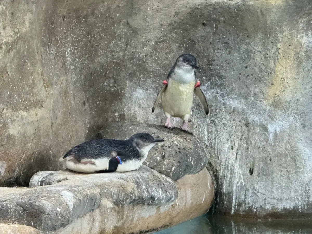 長崎企鵝水族館岩壁旁的兩隻小藍企鵝,一隻站著,一隻趴在岩台上休息