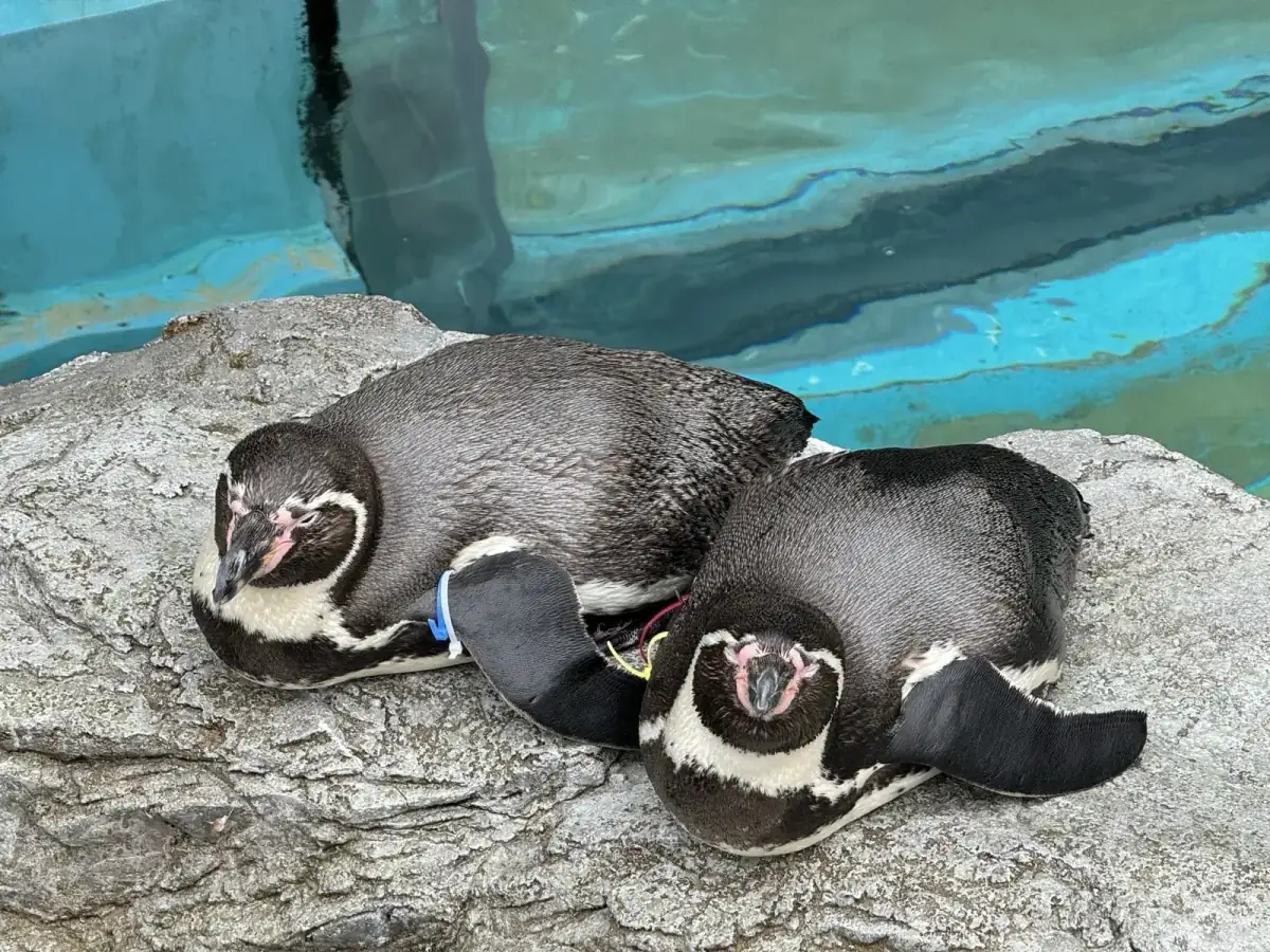 長崎企鵝水族館溫帶區裡,兩隻企鵝趴在岩岸邊,背後是藍色水池