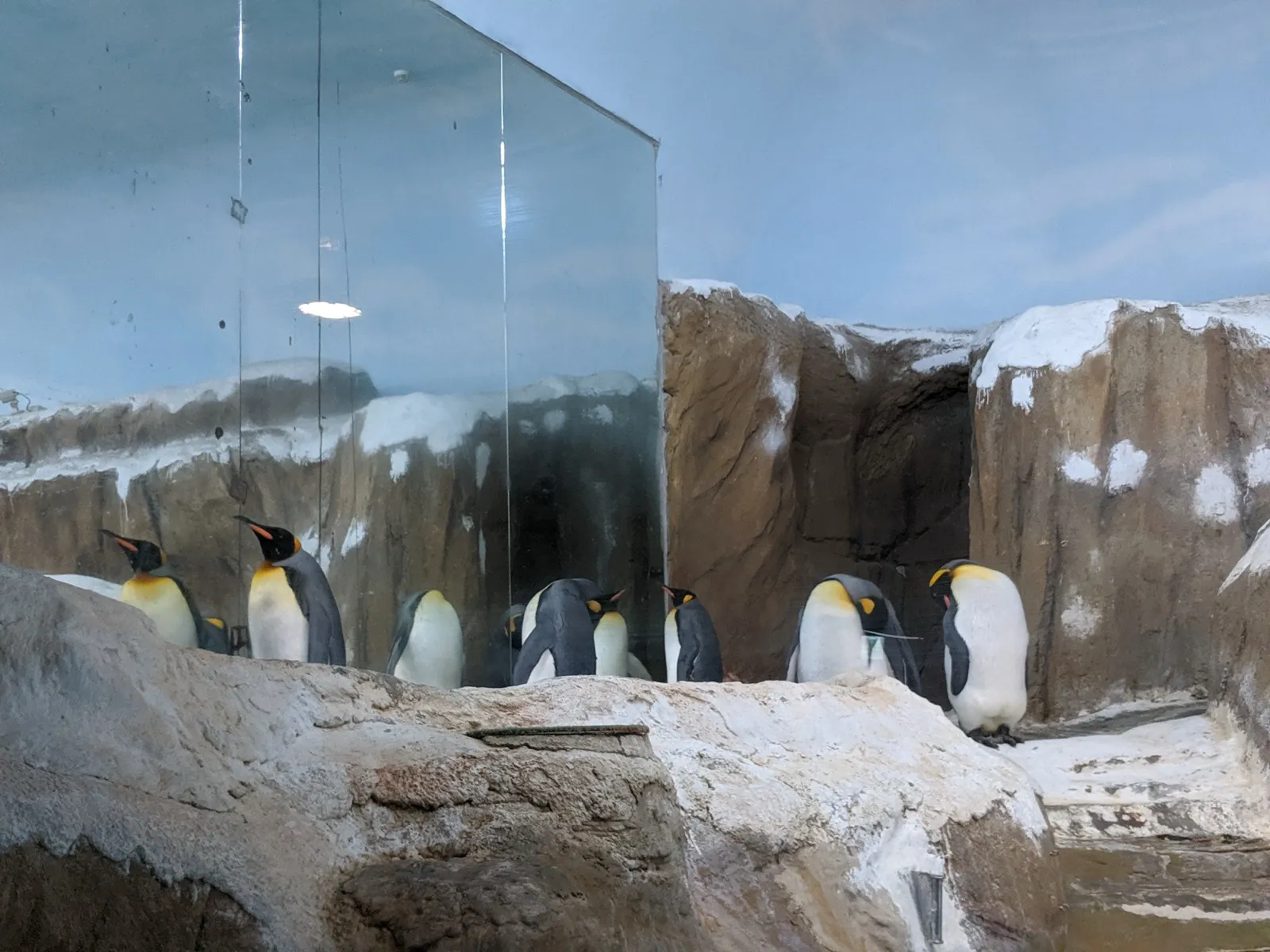 臺北市立動物園企鵝館的國王企鵝 Aptenodytes patagonicus 站在冷水展示區